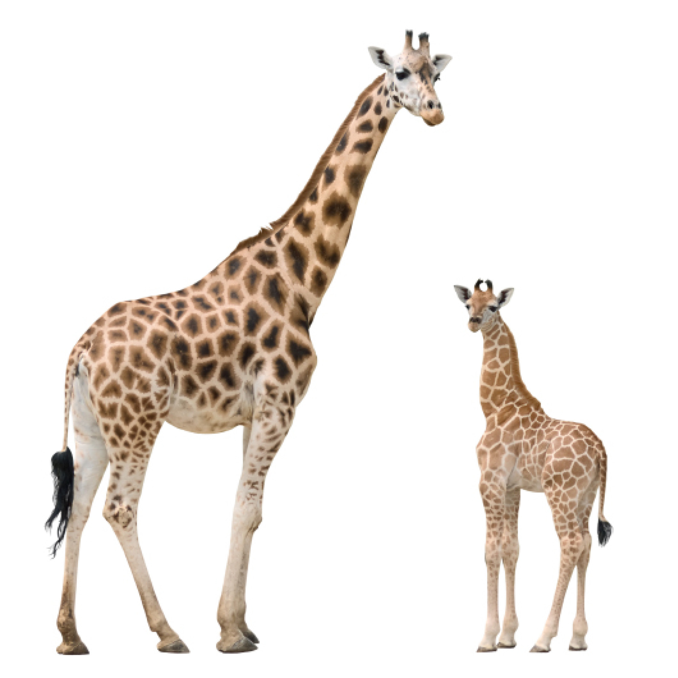 Giraffe Mother and Baby Giraffes Hedgehog - photo 8