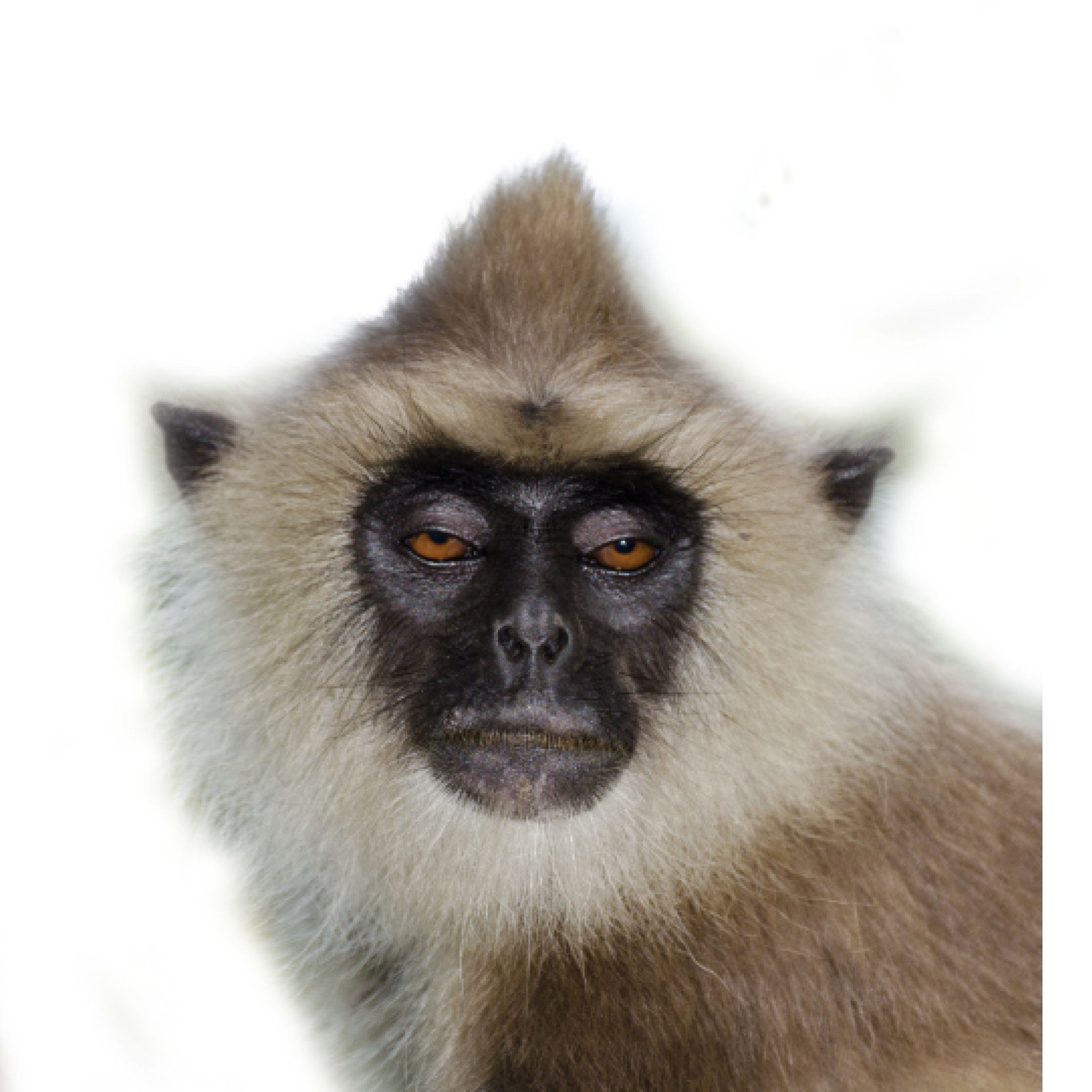 Gray Langur Hanuman Langur Indian Elephant - photo 37