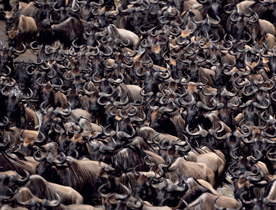 The migration of wildebeest between Kenya and Tanzania is one of the greatest - photo 9