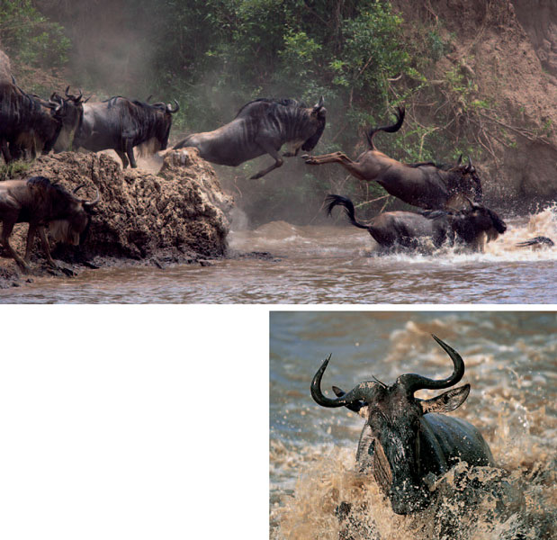 The migration of wildebeest between Kenya and Tanzania is one of the greatest - photo 10