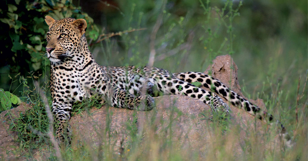 Leopards have a very wide habitat tolerance ranging from rainforests to - photo 11