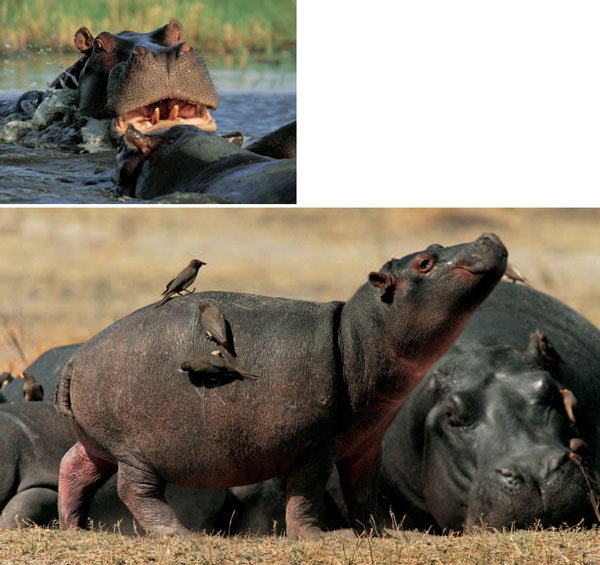 Hippos like to submerge themselves in water because their thin skin is - photo 12