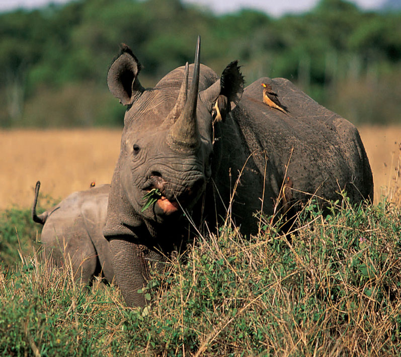 There are relatively few black rhino left in Kenya but during my trips to the - photo 13