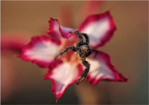 Spiders a class of arthropod have four pairs of legs and a body in two - photo 14