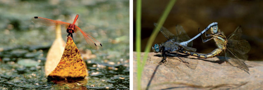 Skimmer dragonflies belong to the Libellulidae the most common family of - photo 15