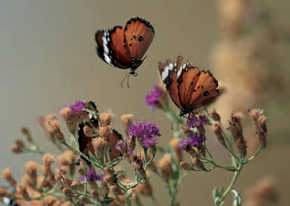 Found throughout southern Africa the African Monarch is mimicked by some other - photo 16