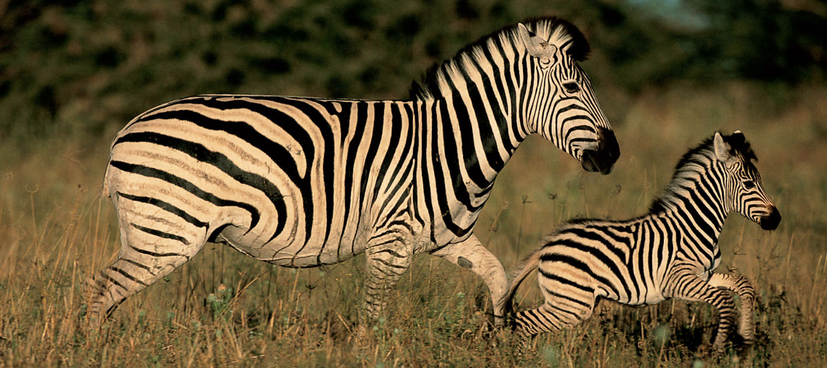 After giving birth a zebra mother keeps all other zebras at bay for several - photo 4