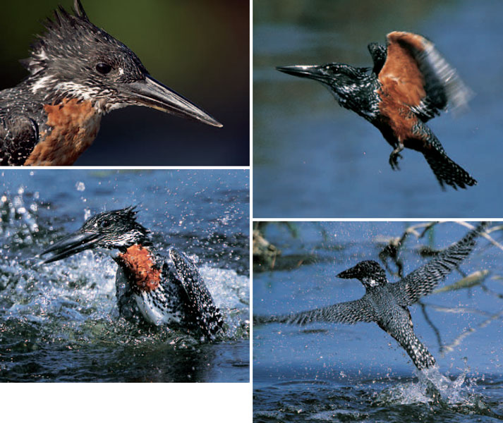 Giant Kingfishers the largest of the family in southern Africa feed primarily - photo 6