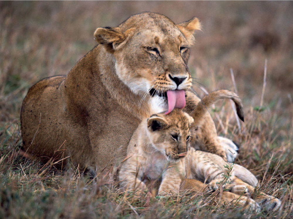 After a rain shower a lioness licks her cubs coat This serves the dual - photo 7