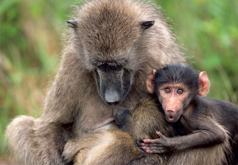 Primates are the most socially active mammals and their resemblance to humans - photo 8