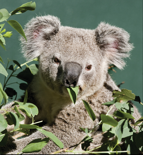 Koalas are picky eaters They eat only eucalyptus leaves and do not drink - photo 15