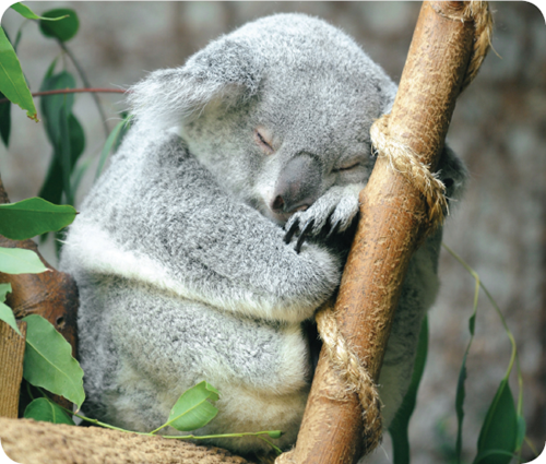 Koalas are nocturnal That means they are active at night Koalas love to live - photo 16