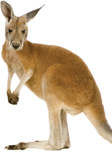 Kangaroos are found Down Under They like to live in forests and grassy plains - photo 17