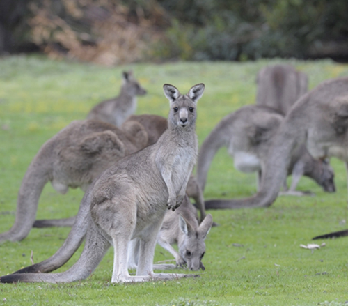 Kangaroos wander around their home to find good food to eat They live in mobs - photo 19