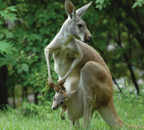 Kangaroos have one baby at a time Their babies are called joeys Joeys are - photo 22