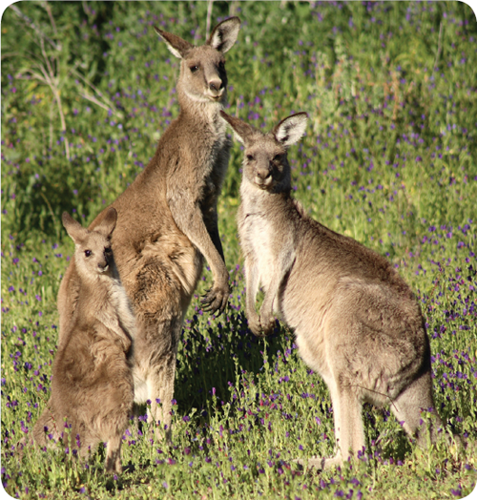A male kangaroo is called a buck boomer jack or old man A female kangaroo - photo 23