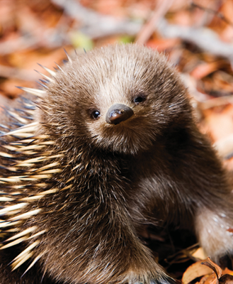 The echidna e-kid-na is also called a spiny anteater God created them to - photo 24