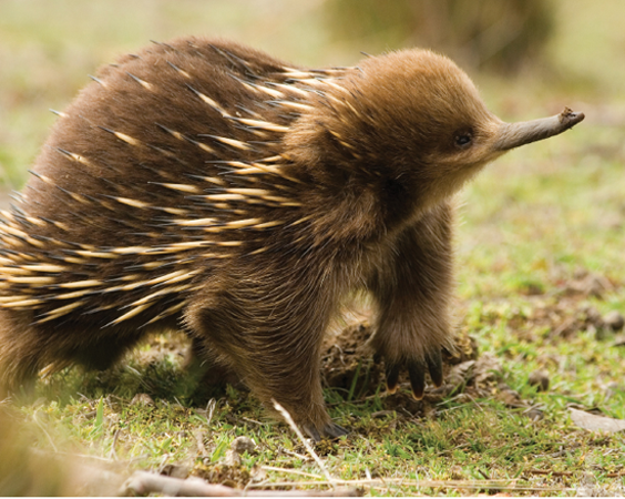 The echidna e-kid-na is also called a spiny anteater God created them to - photo 25