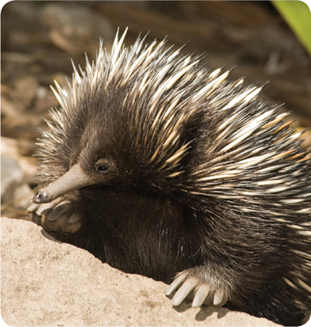 Echidnas are not like a hedgehog or porcupine for a big reason Echidnas are - photo 26