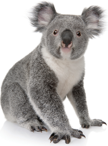 The koala is sometimes called a koala bear It is not a bear The koala is a - photo 12