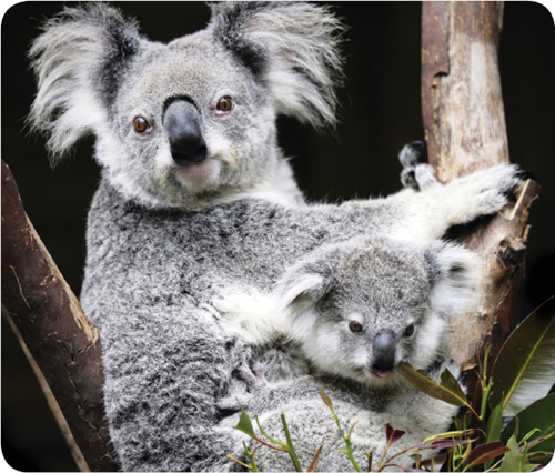 The koala is sometimes called a koala bear It is not a bear The koala is a - photo 13