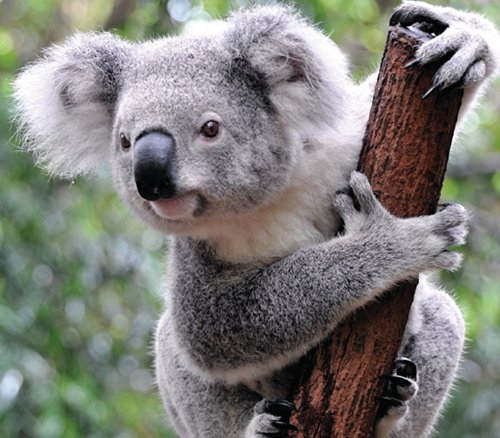 Koalas can be two to three feet long and weigh ten to thirty pounds They have - photo 14