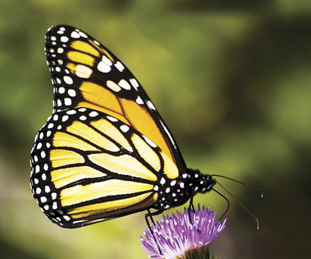 Image Credit Shutterstockcom Which of these insects is a butterfly Which one - photo 3