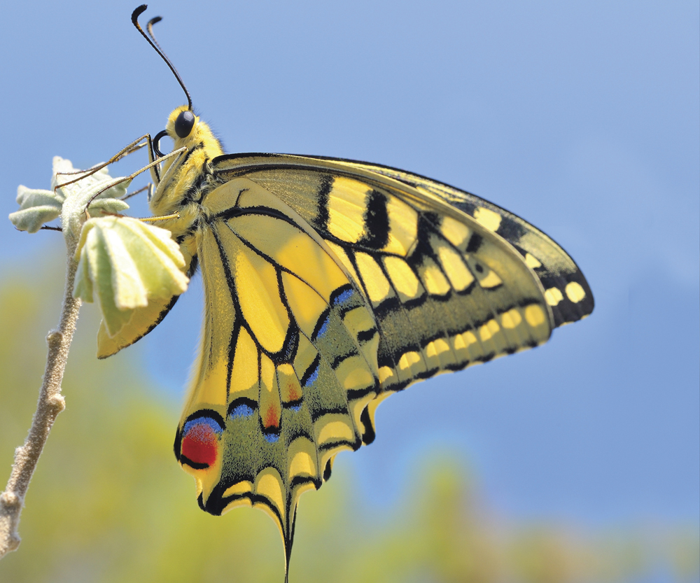 Image Credit Shutterstockcom Eastern tiger swallowtail butterfly A butterfly - photo 5