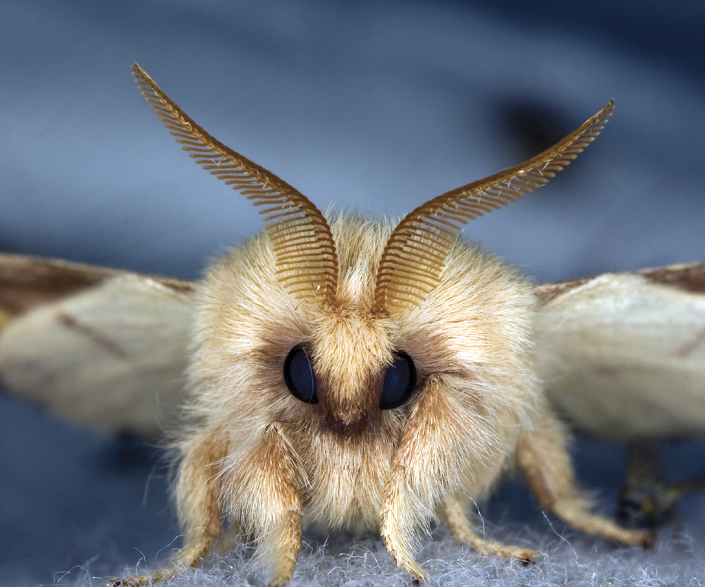 Image Credit Henrick Larson Eggar moth A moths antennae are short and - photo 6