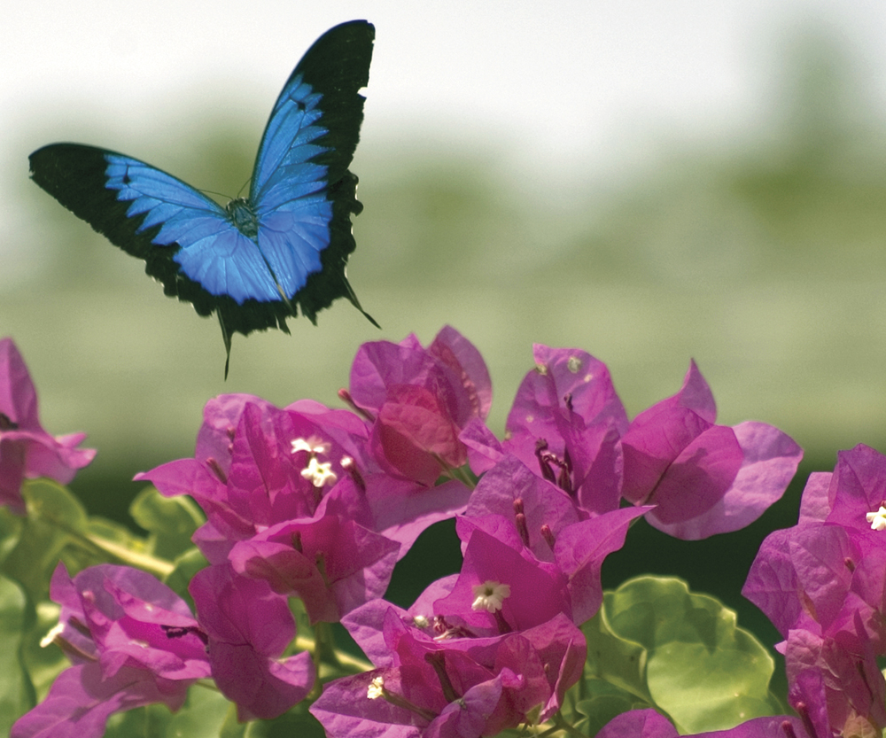 Image Credit iStockphotocom Greg Gardner Ulysses butterfly Most butterflies - photo 7