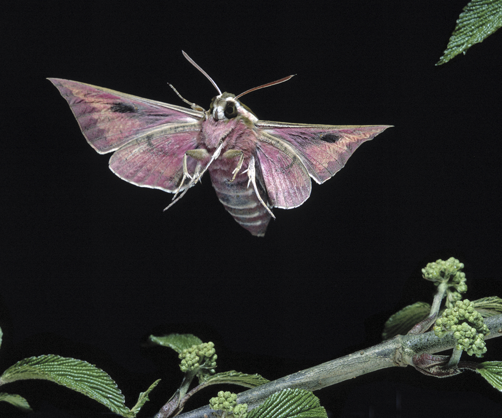 Image Credit Stephen Dalton Spurge hawk moth Most moths fly at night They - photo 8