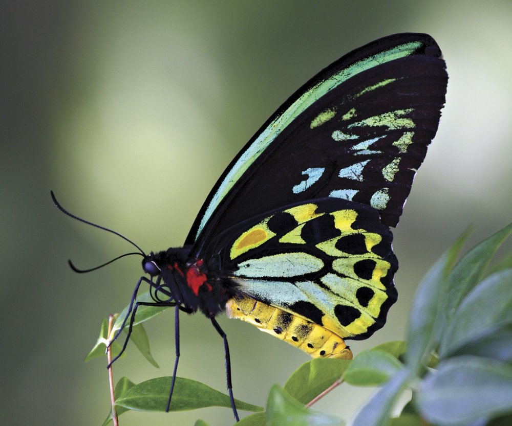 Image Credit Shutterstockcom Birdwing butterfly A butterfly rests with its - photo 11