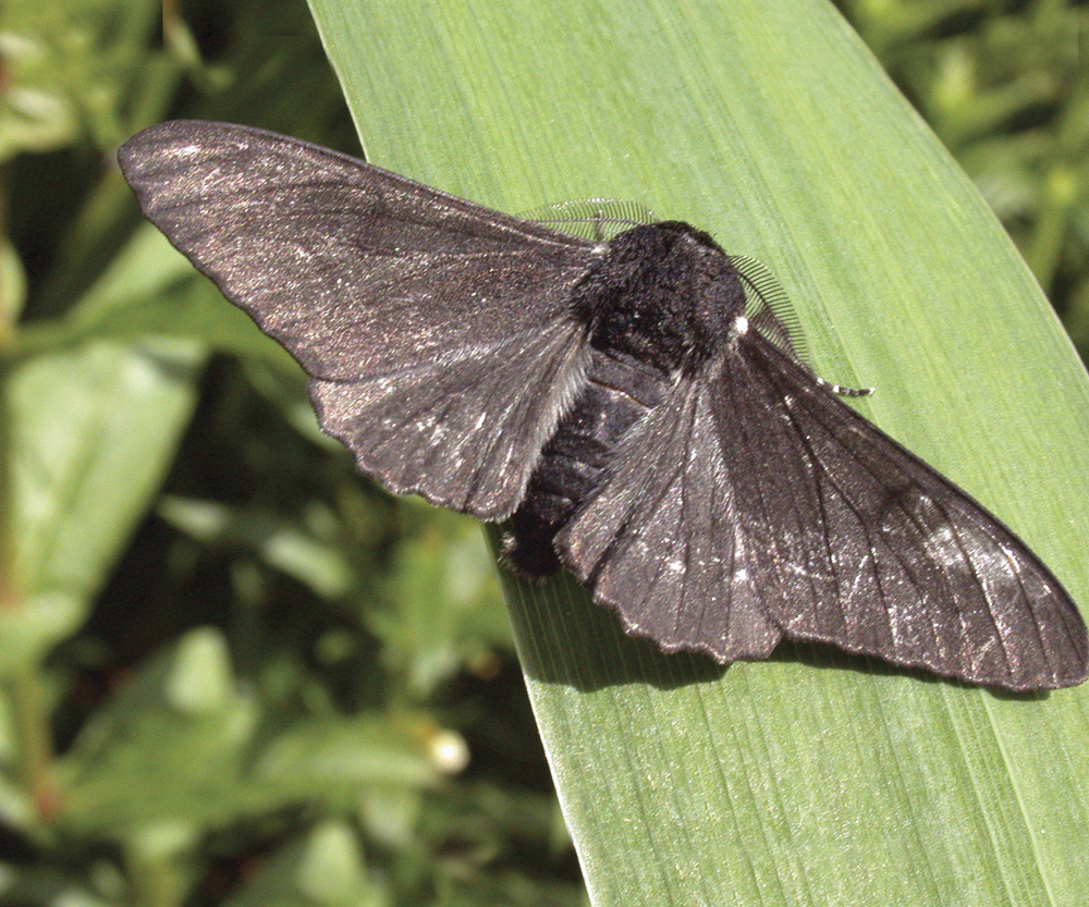 Image Credit Shutterstockcom Melanic peppered moth A moth rests with its - photo 12