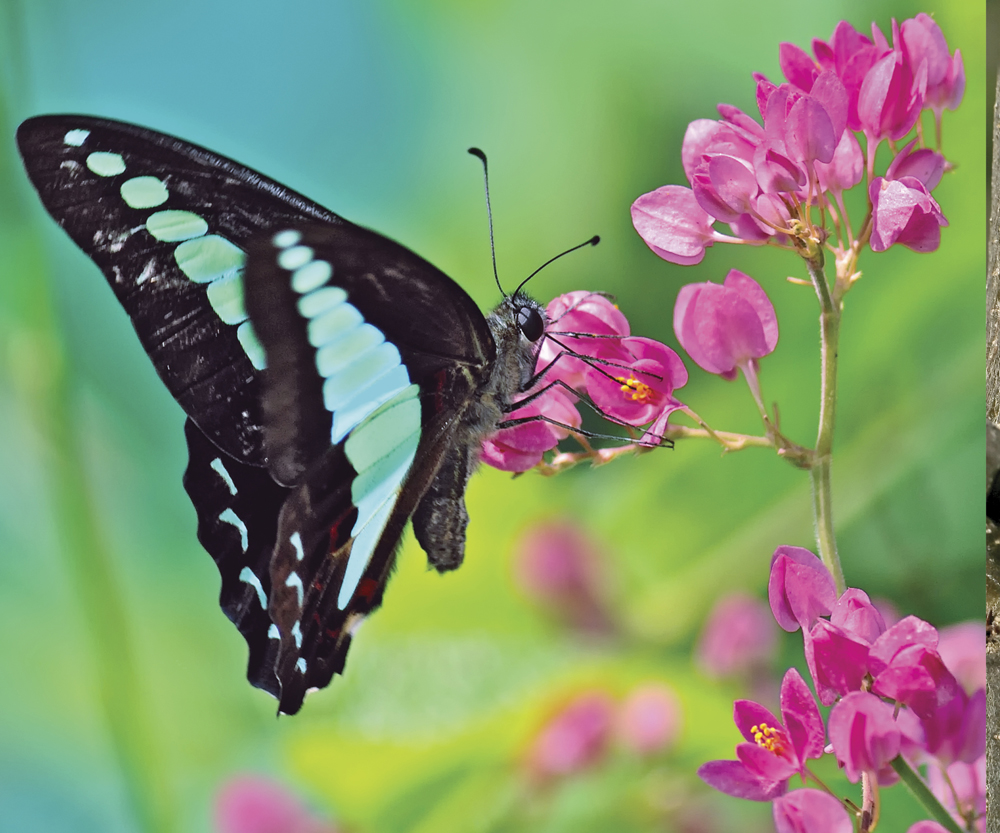 Image Credit Shutterstockcom Common bluebottle butterfly Most butterflies - photo 13