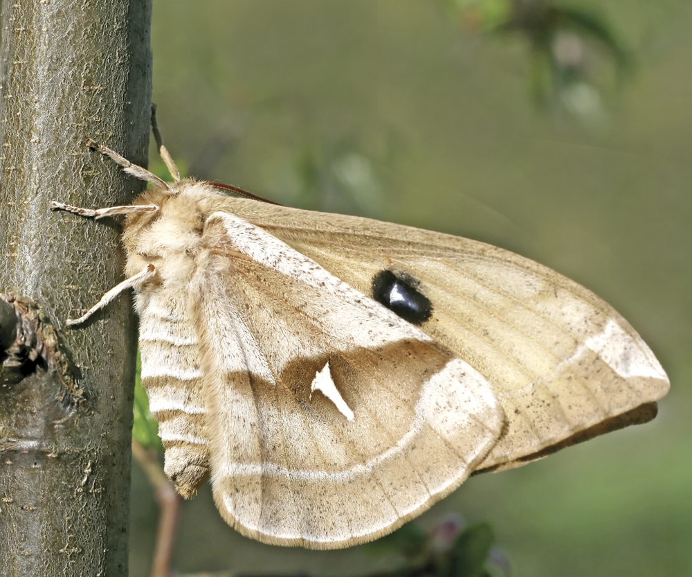 Image Credit Shutterstockcom Tau emperor moth Most moths are brown or gray - photo 14