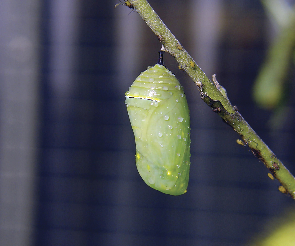 Image Credit Shutterstockcom Monarch butterfly chrysalis A butterfly has four - photo 15