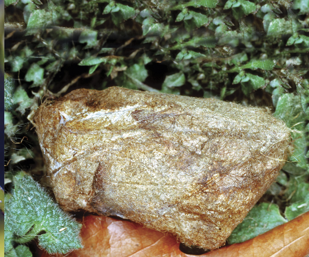 Image Credit Photo Researchers Inc Millard H Sharp Polyphemus moth cocoon - photo 16