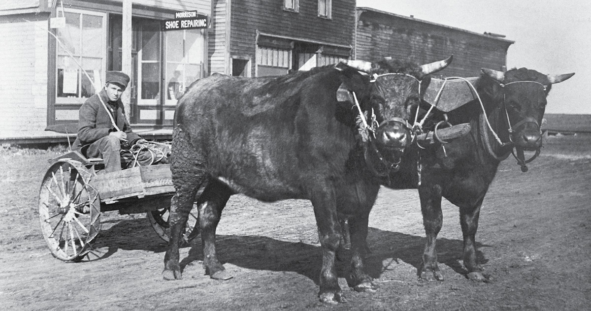 People have used oxen for farming and hauling heavy loads for thousands of - photo 7