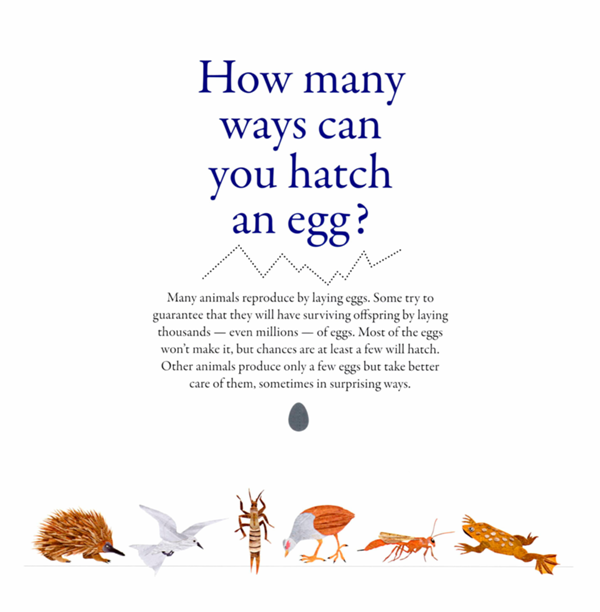 How many ways can you hatch an egg Many animals reproduce by laying eggs Some - photo 10