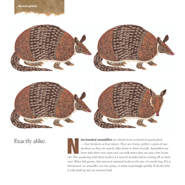 Quadruplets Exactly alike Nine-banded armadillos are always born as identical - photo 8