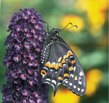 Eastern Black Swallowtail on purple butterfly bush Eastern Black - photo 8