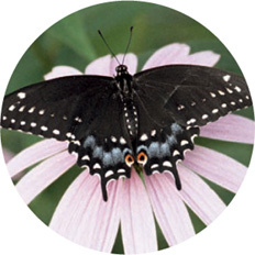 Eastern Black Swallowtail on coneflower Note Throughout this book we have - photo 9