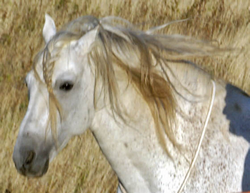 Shortly after I finished writing this book 12-year-old PRE stallion Harmn came - photo 3