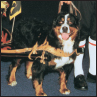 Bernese Mountain Dog - image 3