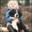 Find out if the Bernese Mountain Dog is the right dog for you and your family - photo 4