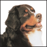 Bernese Mountain Dog - image 5