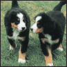 Bernese Mountain Dog - image 6