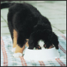 Bernese Mountain Dog - image 7