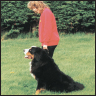 Bernese Mountain Dog - image 8