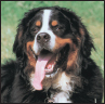 Bernese Mountain Dog - image 10